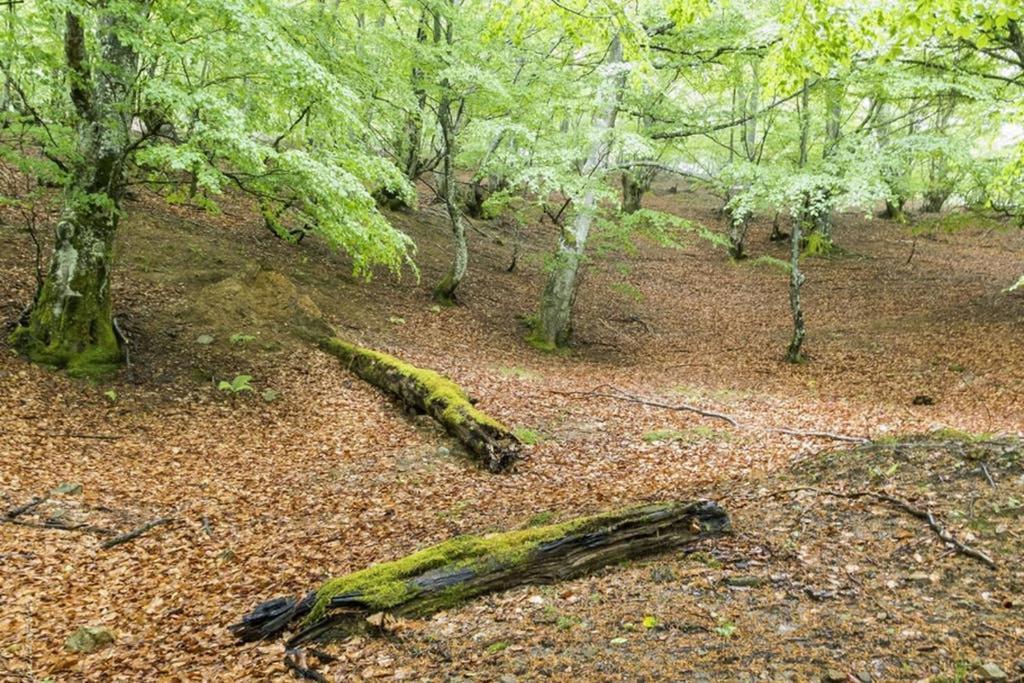 Los Molinos - Atico En Montana De Asturias Felechosa Luaran gambar